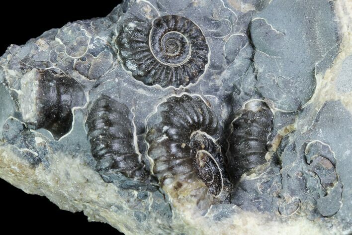 Ammonite (Promicroceras) Cluster - Somerset, England #86236